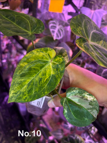Anthurium papillilaminum var. × carlablackiae
