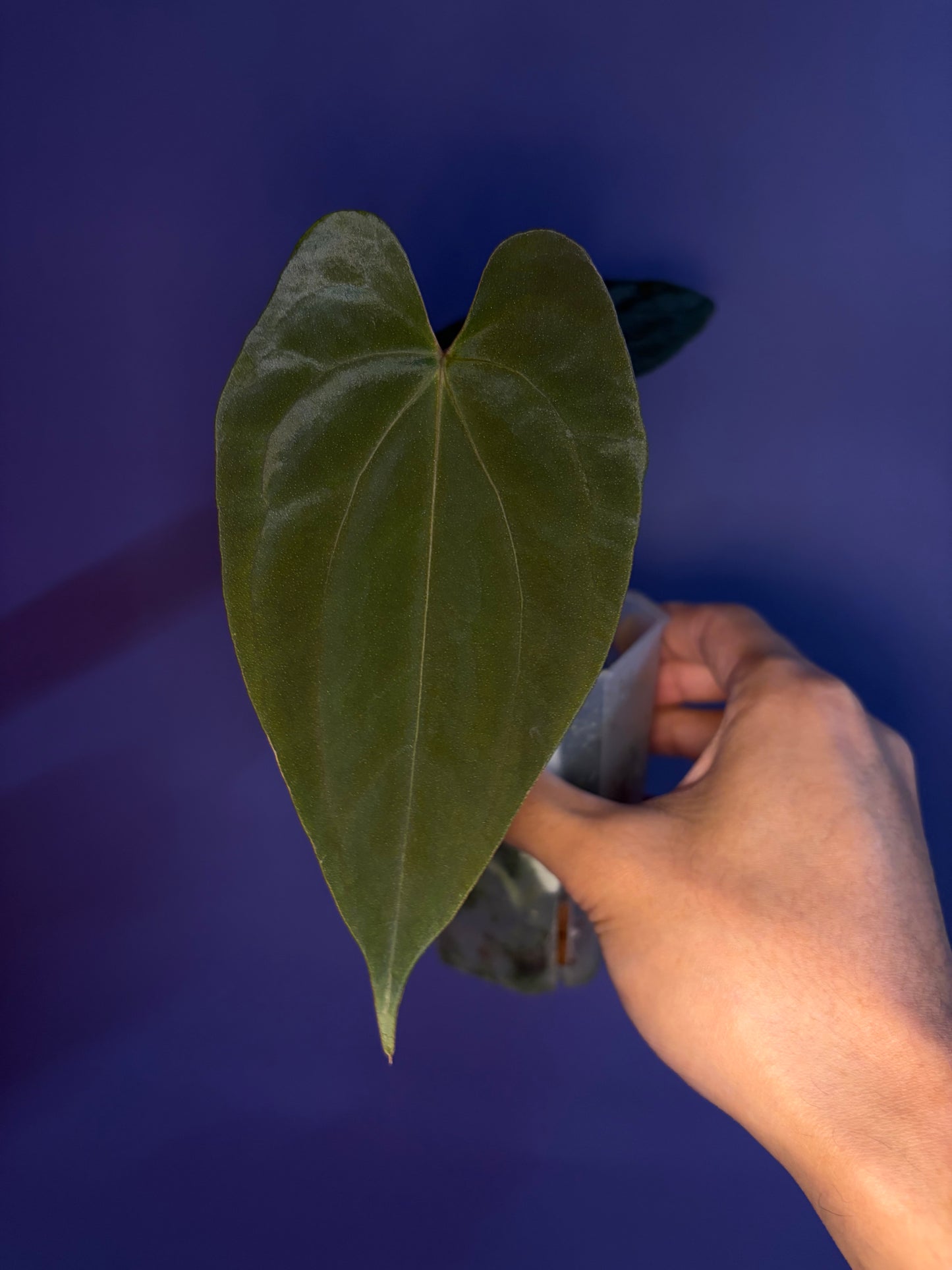 Anthurium papillilaminum ‘Daniel’ - OG clone