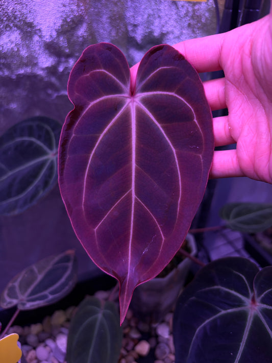 Anthurium besseae aff. ‘Purple’