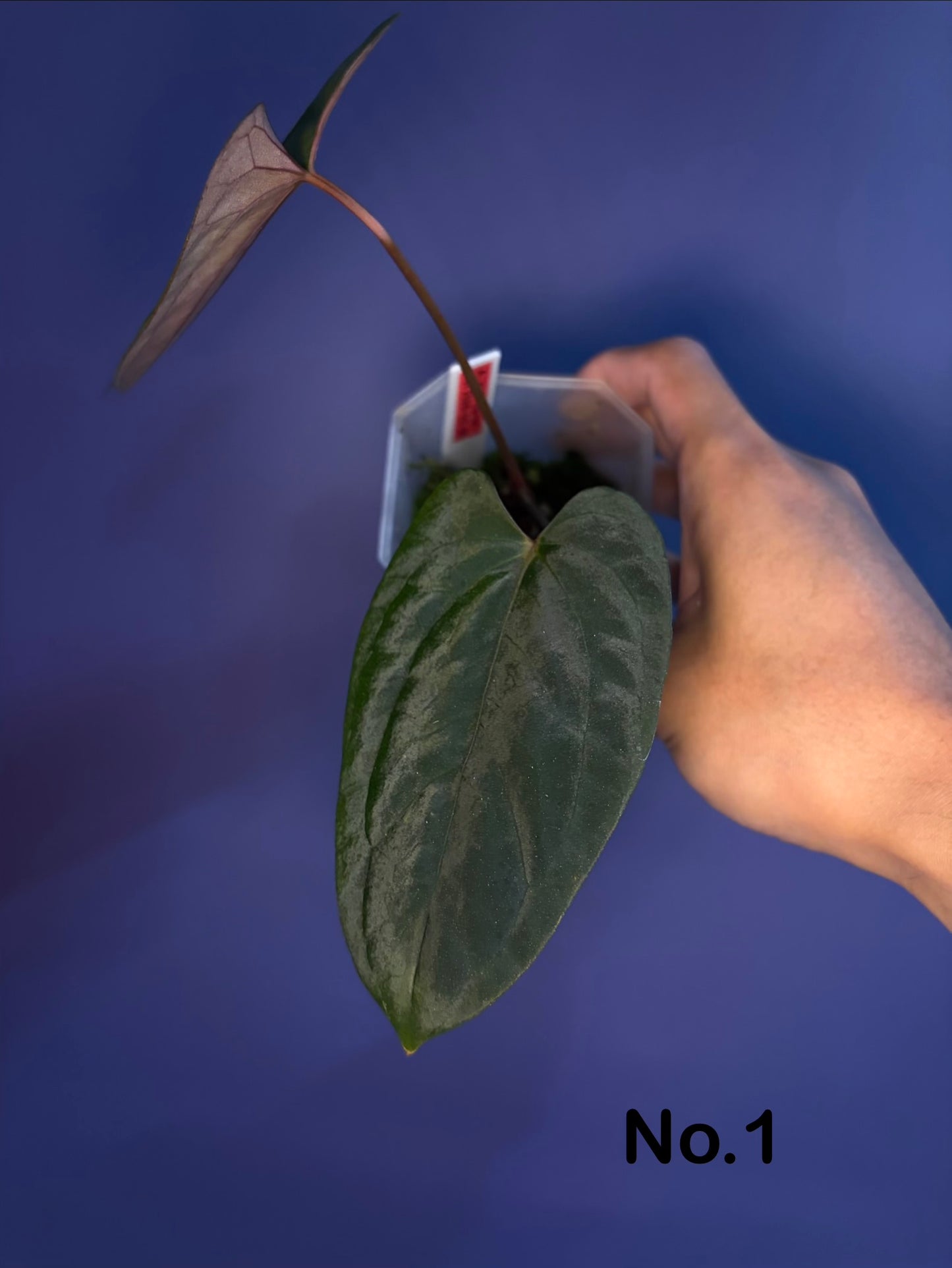 Anthurium papillilaminum ‘Daniel’ - OG clone