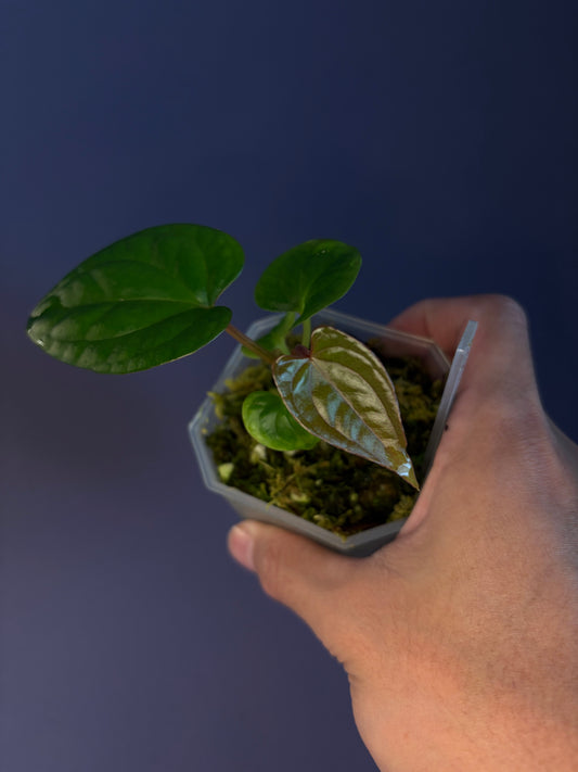 Anthurium Red Crystallinum [NSE] × luxurians