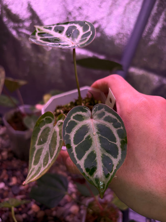 Anthurium Red Crystallinum × Michelle
