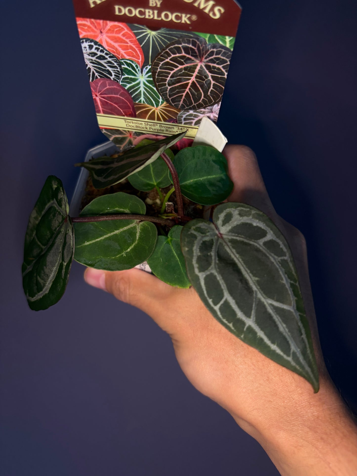 Docblock Tortoise Shell® Brown '34' X Purple Rain® '27' (selected)