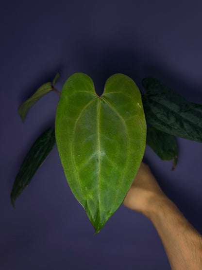 Anthurium Ace of spades (DF × DF) - clone