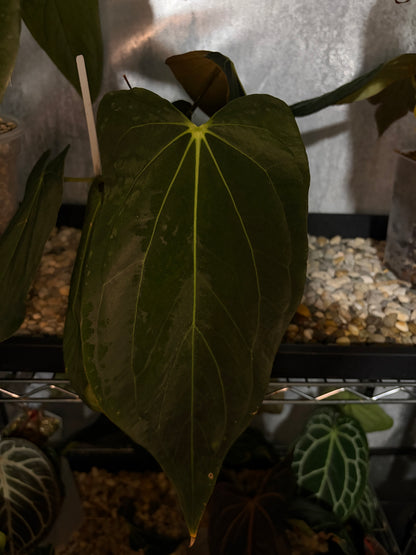 Anthurium papillilaminum ‘Fort Sherman’ × carlablackiae ‘Magic 2’