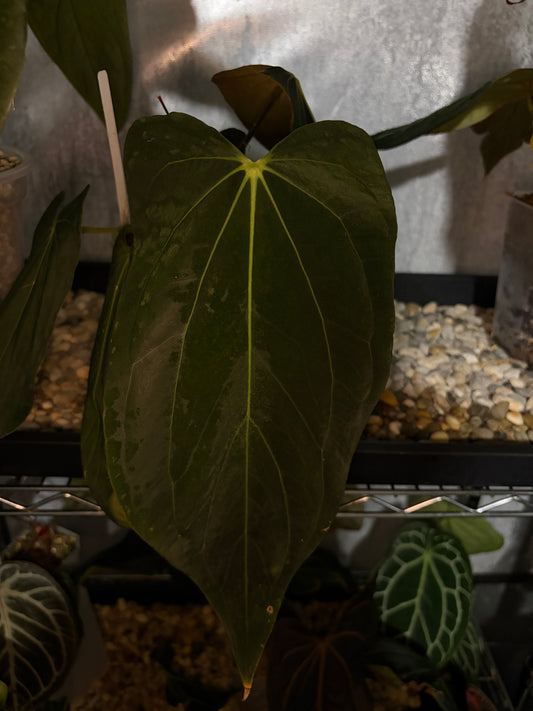 Anthurium papillilaminum ‘Fort Sherman’ × carlablackiae ‘Magic 2’