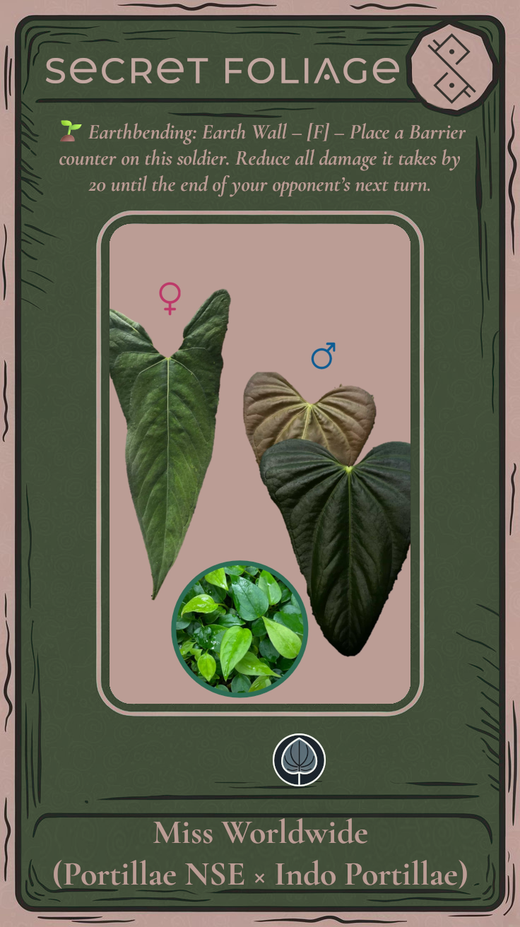 Anthurium ‘Miss Worldwide’ (portillae ‘NSE’ × ‘Indo Portillae’)