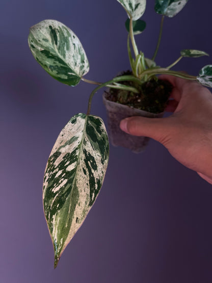 Philodendron Emerald Queen Variegata