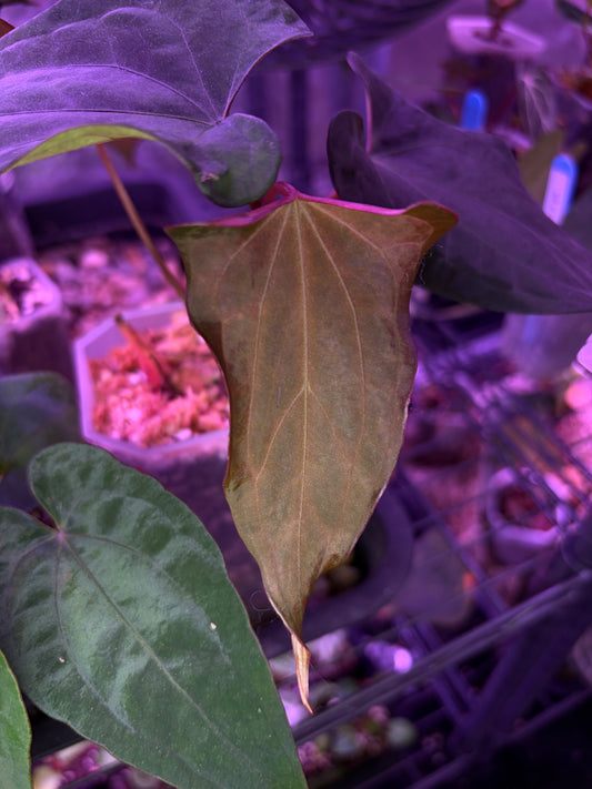 Anthurium ‘Velvet shadow’ × portillae