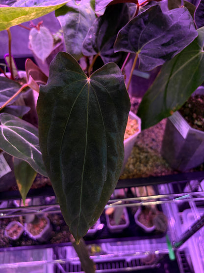 Anthurium Papillilaminum 'Ralph Lynam' × 'Fort Sherman' (RL × FS) (from Dwane)