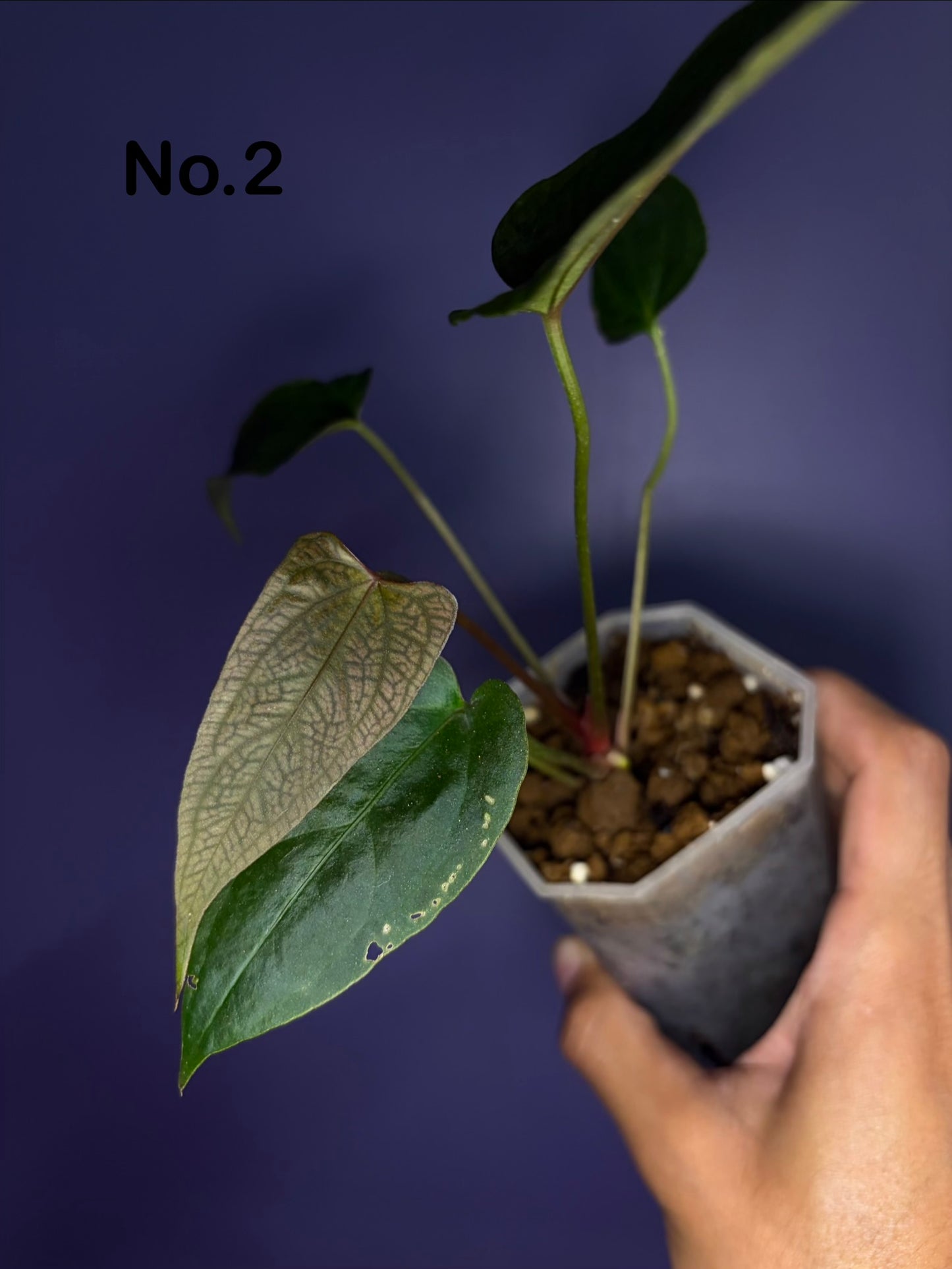 Anthurium ‘Nagini’ - clone