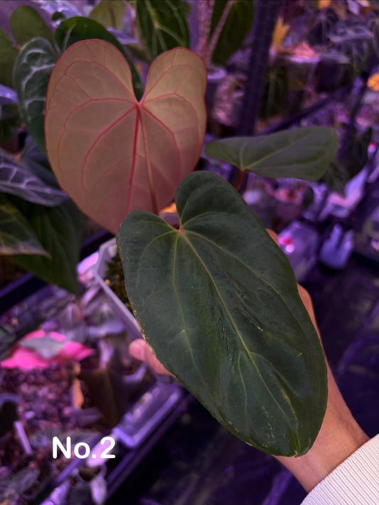 Anthurium ‘Red Spider’ × Antolakii/BVEP (Tezula)