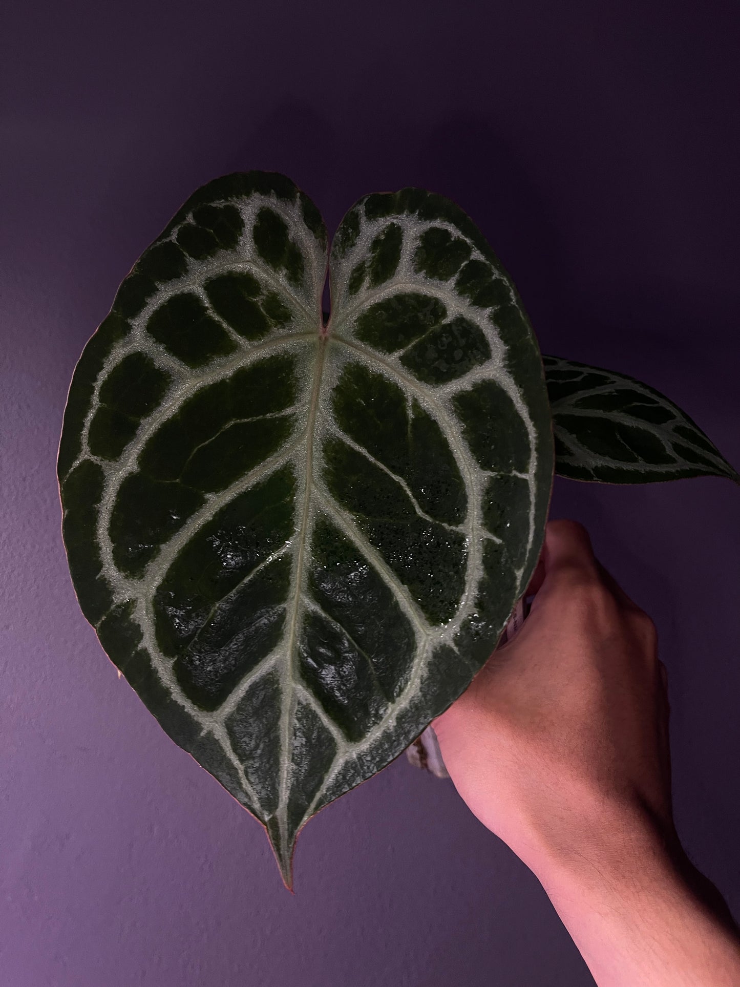 Anthurium ‘Tiger Red’