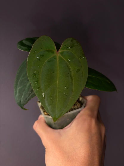 Anthurium Papillilaminum ‘Papito’