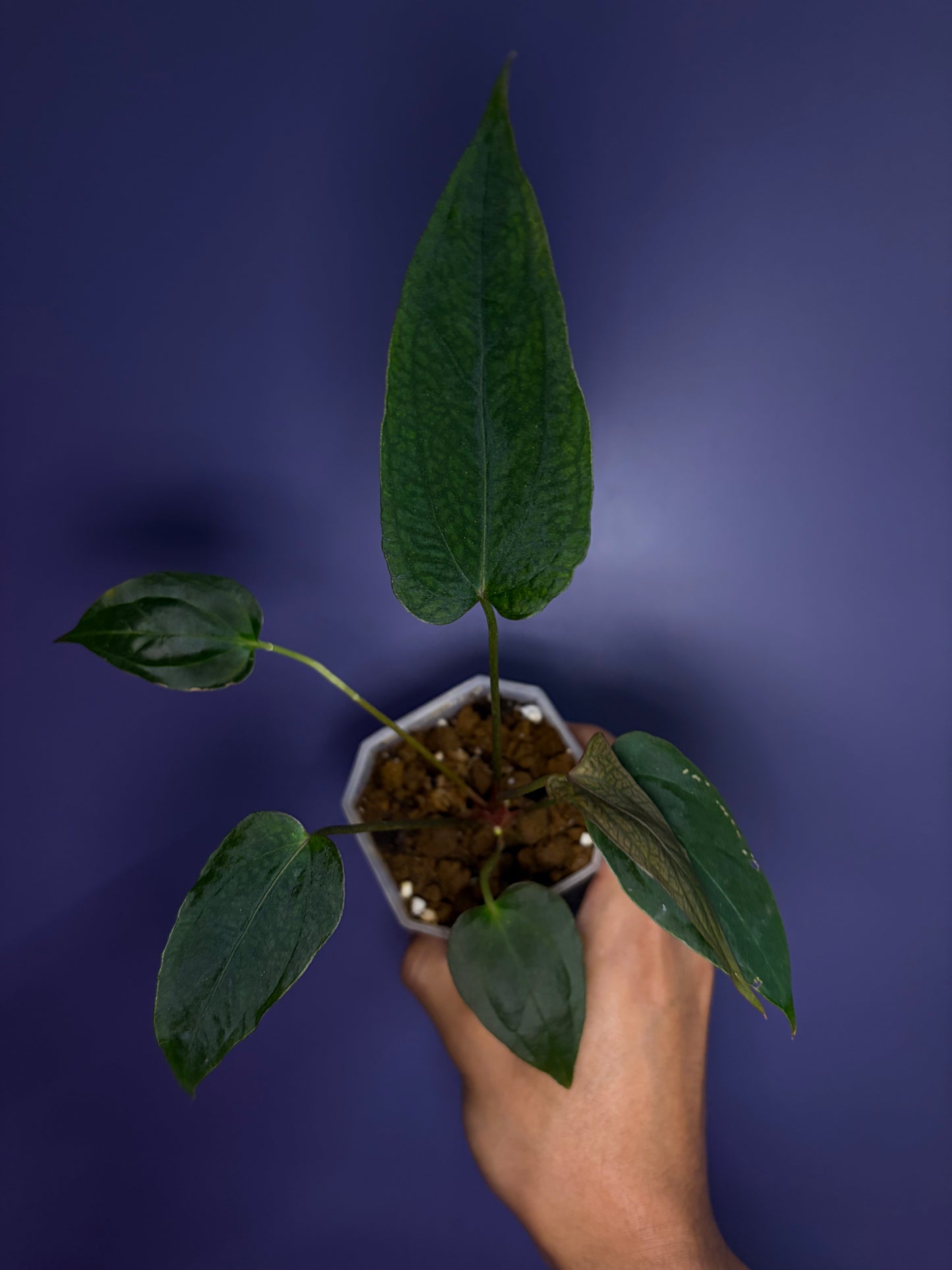 Anthurium ‘Nagini’ - clone