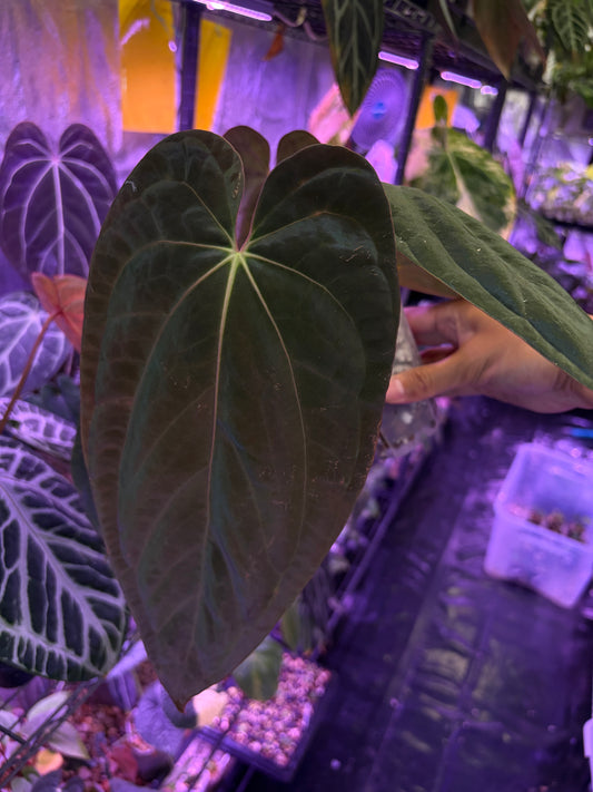 Anthurium Antolakii/BVEP (Round × Felix) × Papi (RL × FS)