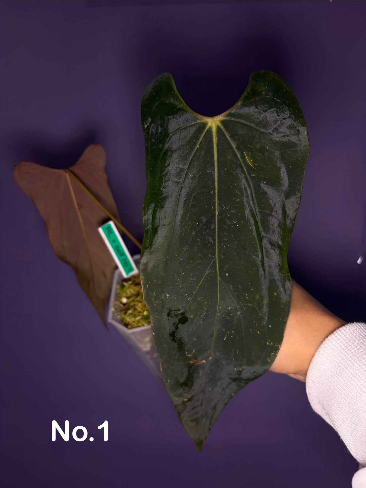 Anthurium papillilaminum ‘Ralph Lynam’ × self (selected #1)