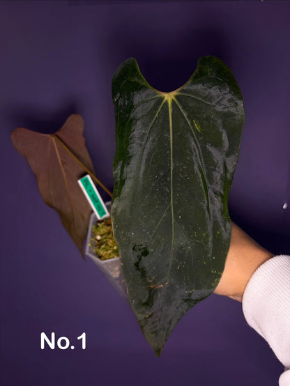 Anthurium papillilaminum ‘Ralph Lynam’ × self (selected #1)