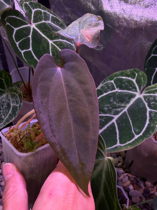 Anthurium Antolakii/BVEP (Round × Felix) × Papi (RL × FS)