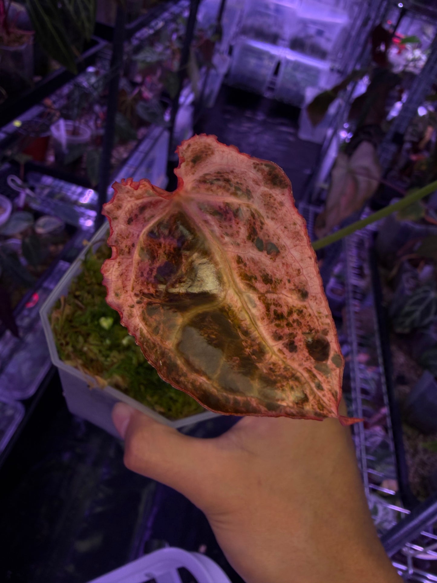 Anthurium Crystallinum ‘Platinum’ variegata