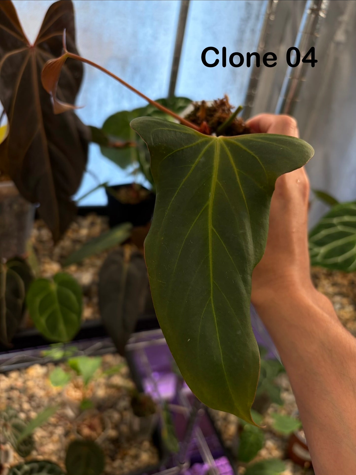 Anthurium ‘Black war’ (‘Black Sweet’ × Warocqueanum)