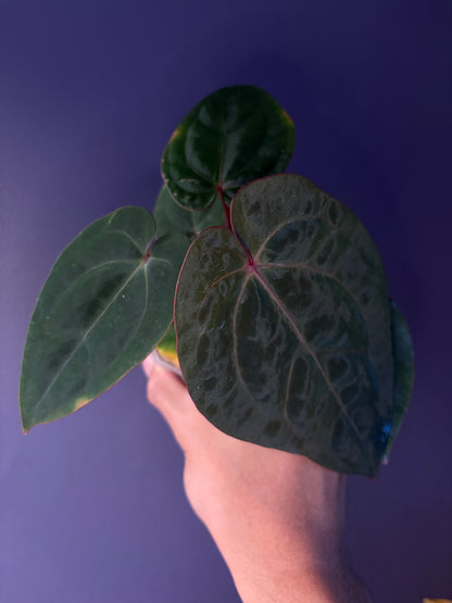 Anthurium hoffmannii ‘Bloodmoon’