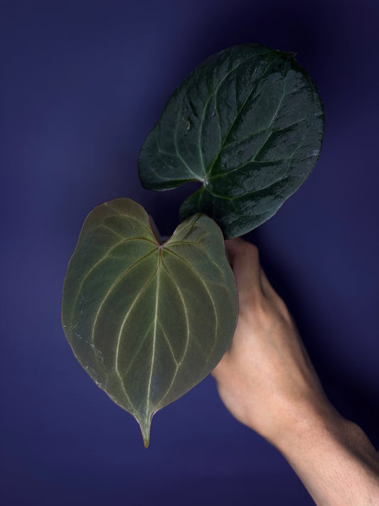 Anthurium King of Spades (KOS) HU