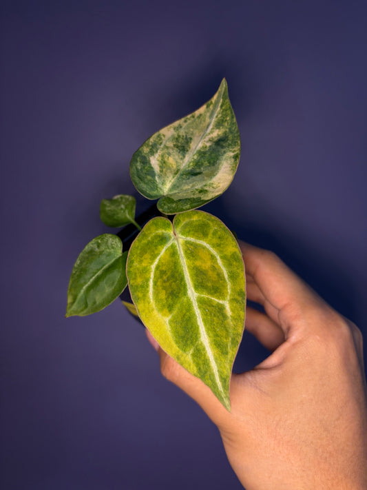 Anthurium (papillilaminum var. × crystal) × (‘Red Crystallinum’ [Tezula] × ‘Zara’)