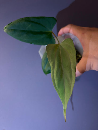 Anthurium ‘Black Sweet’ × papillilaminum ‘Fort Sherman’ (selected)
