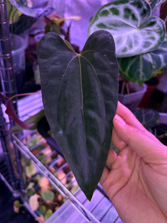 Anthurium papillilaminum RA18 × ‘Dadbod’