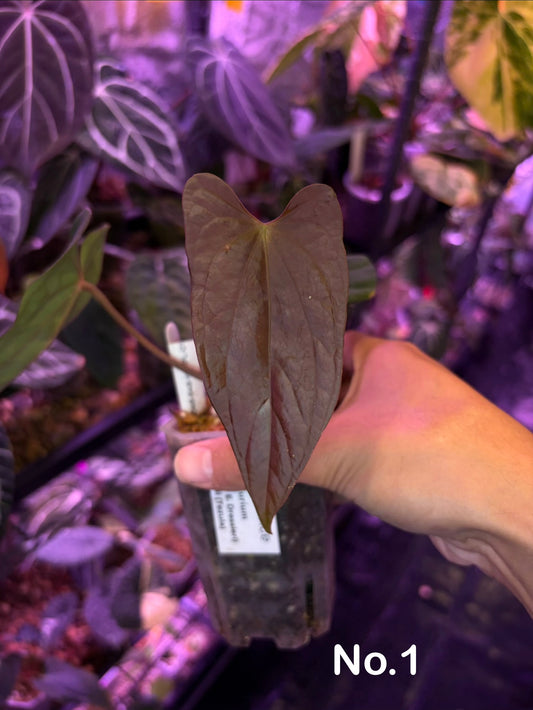 Anthurium (papillilaminum ‘Ree Gardens’ × Eastern Dressleri) × antolakii (Tezula)