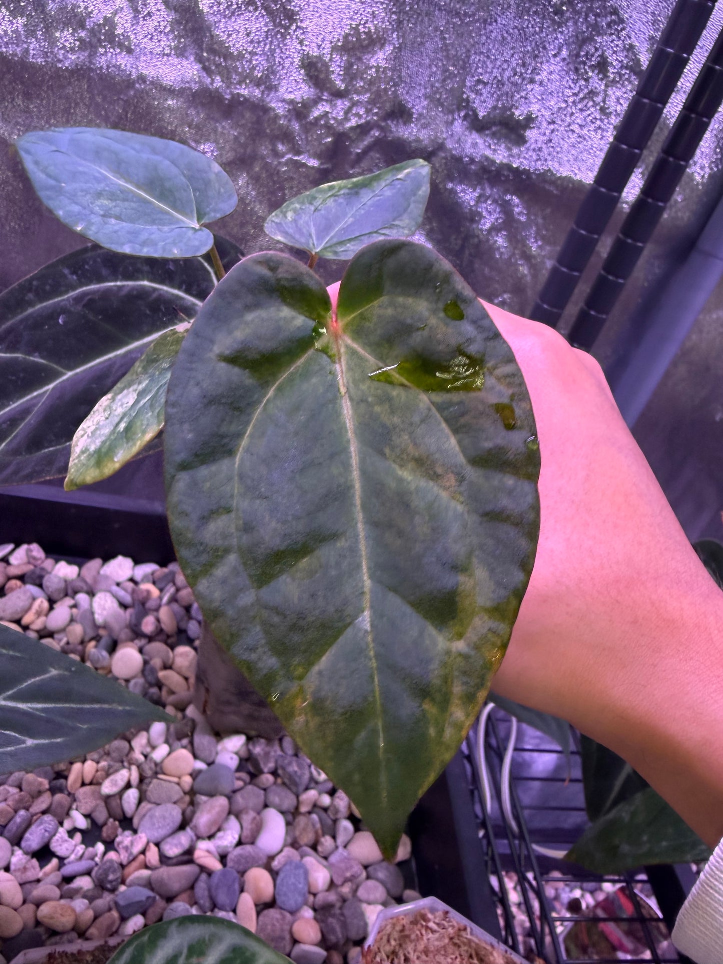 Anthurium forgetii ‘Australia’ var. × ‘Ace of Spades’ (dark form)