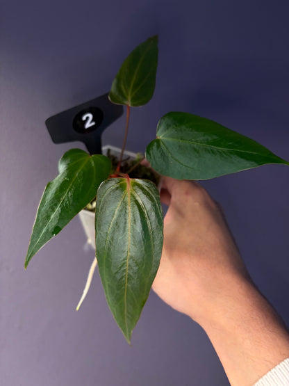 Anthurium Black Sweet x Indo Portillae (selected)