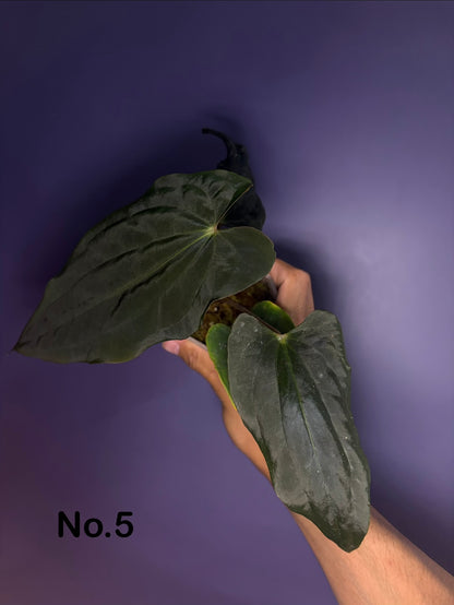 Anthurium ‘BVEP’/antolakii [Tezula] × self