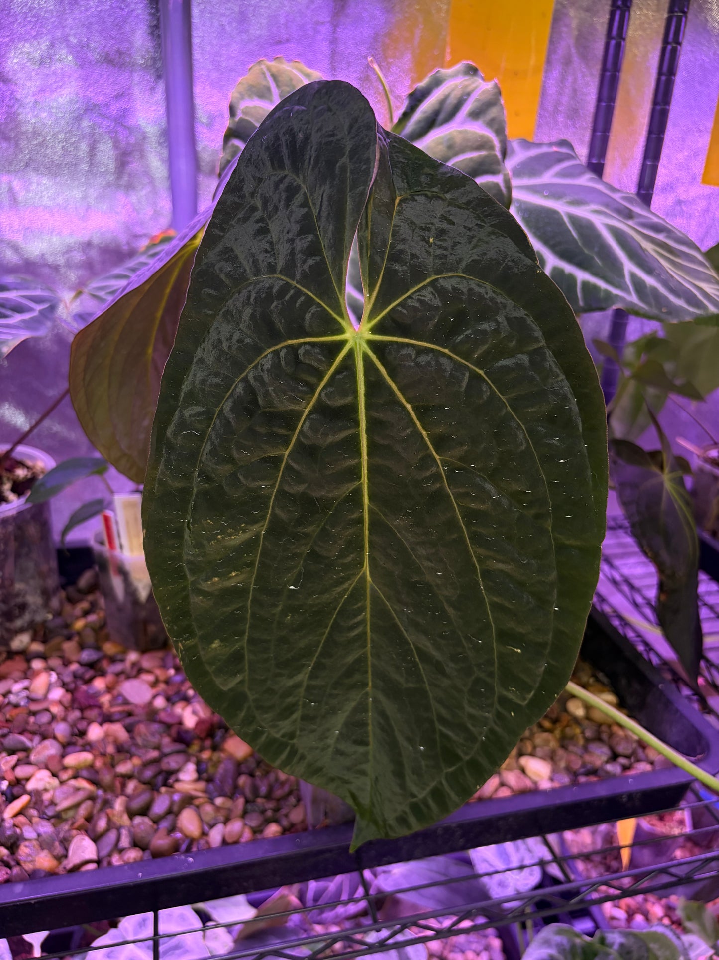 Anthurium pap ‘FS’ × (pap ‘FS’ × ‘AOS’) - selected