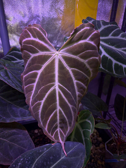 Anthurium Dorayaki ‘Silver’ × Magnificum