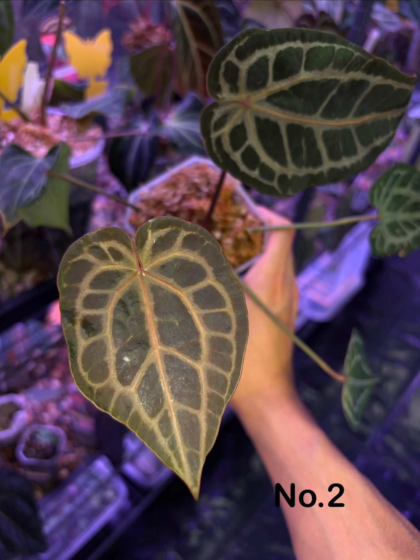 DocBlock Crystallinum® '8' x Red Crystal® '12