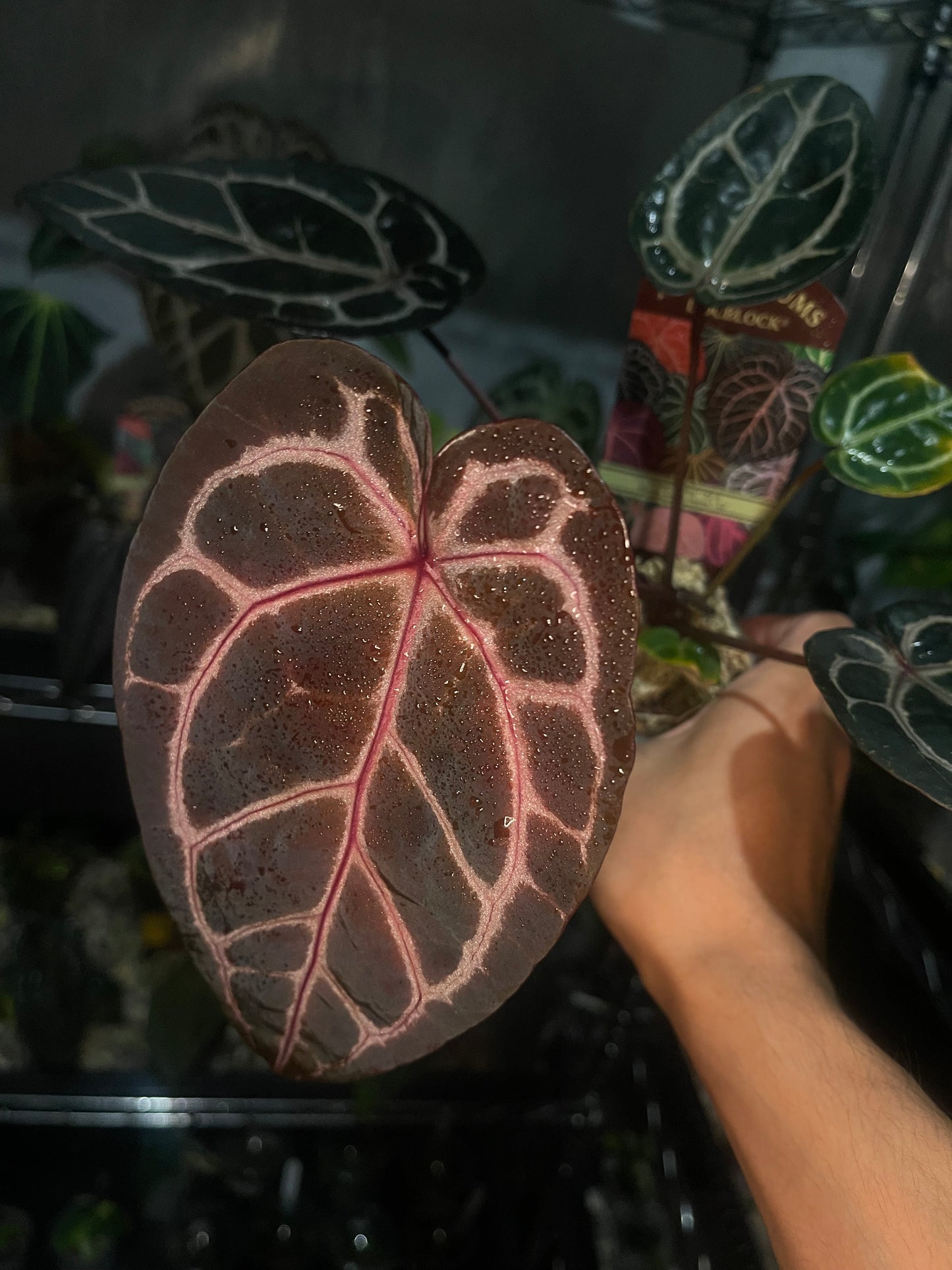 Docblock Brown Derby® '39' X Home Sweet Home® '32' (selected)