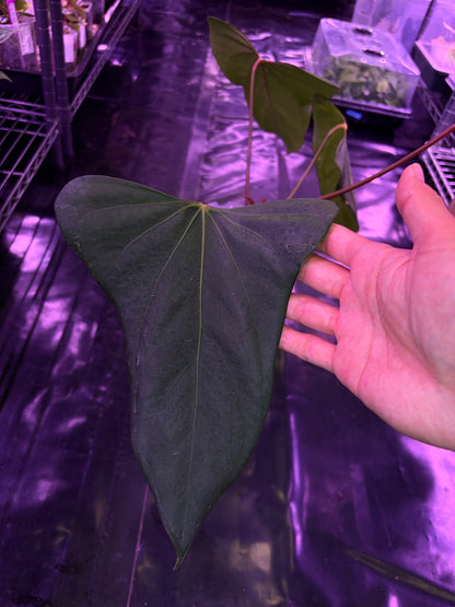 Anthurium ‘Black Sweet’ SF1 - mother plant