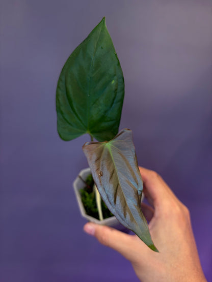 Anthurium ‘Goliath’ × Indo portillae