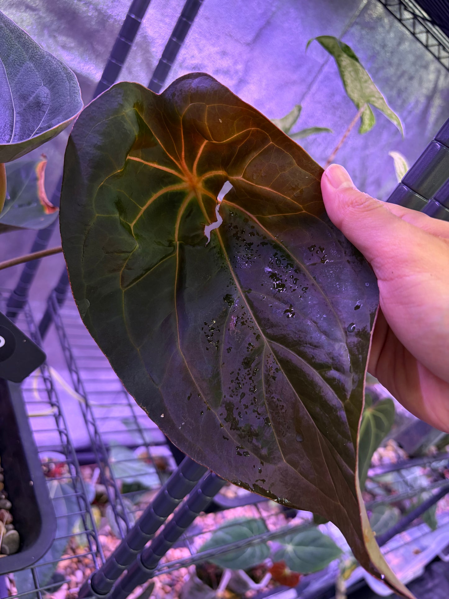 Anthurium Red Spider