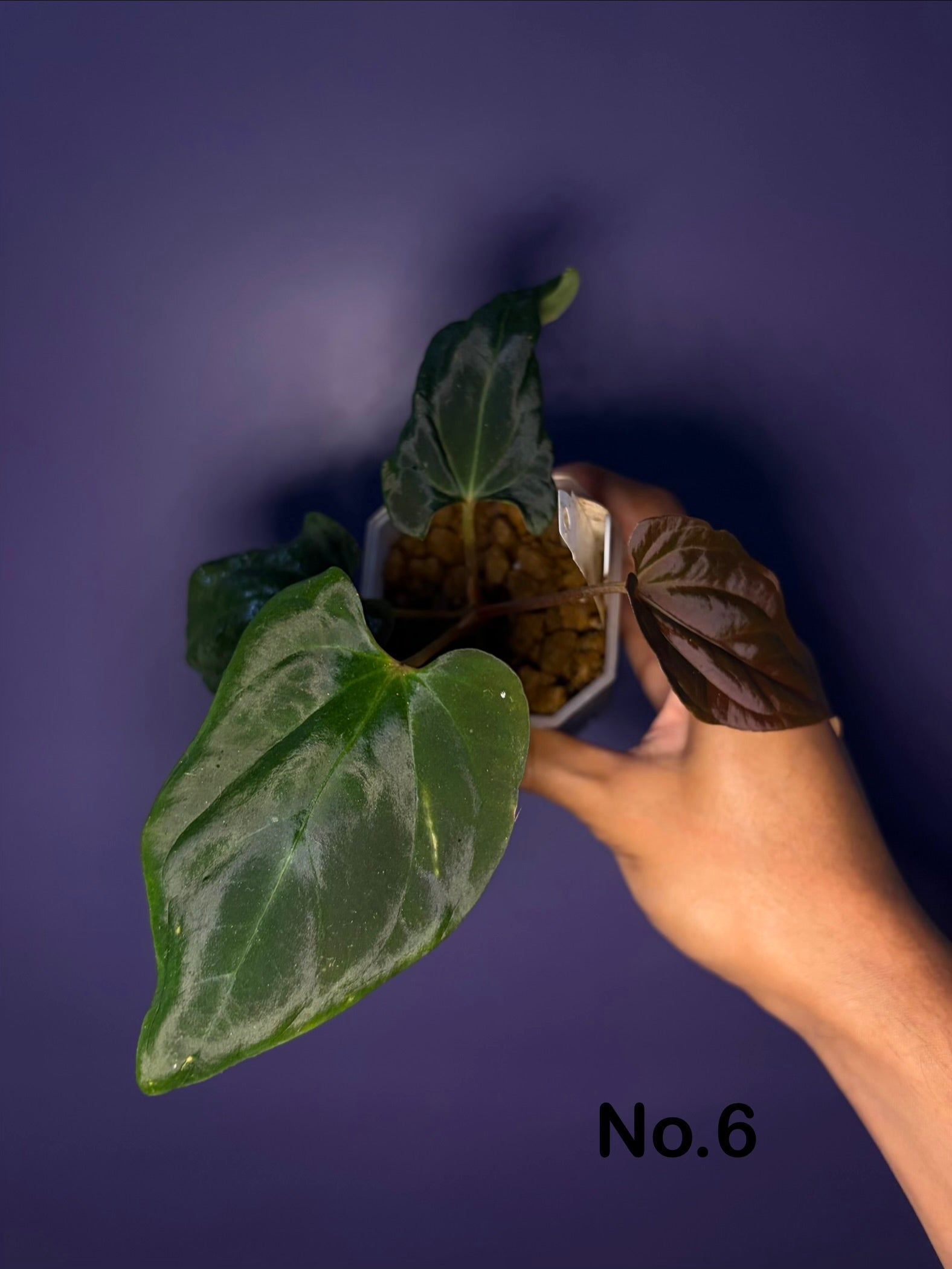 Anthurium Antolakii/BVEP (Scott × Tezula) – Secret Foliage