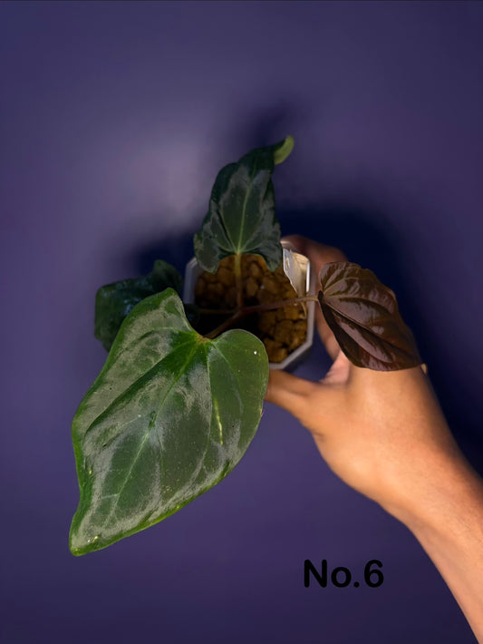 Anthurium Antolakii/BVEP (Scott × Tezula)