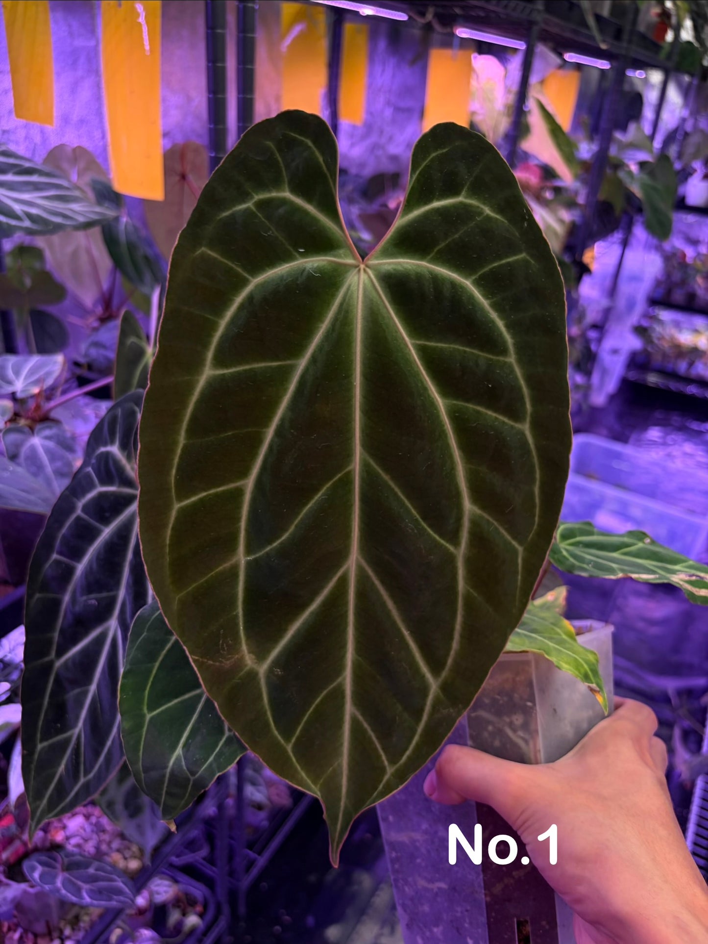 Anthurium besseae aff.