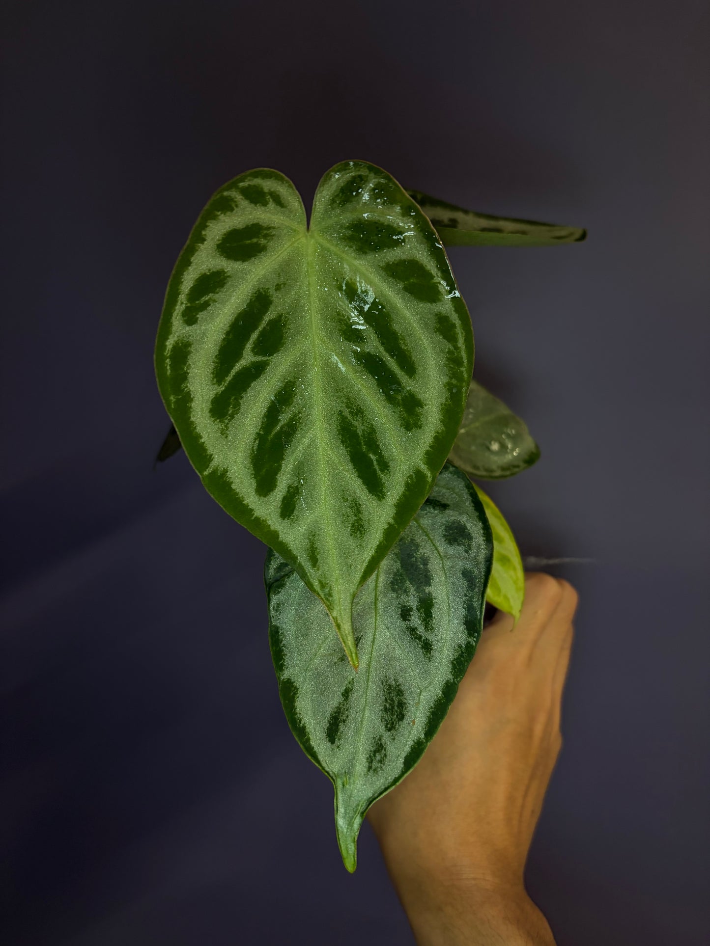 Anthurium Silver blush (full silver selected #1)
