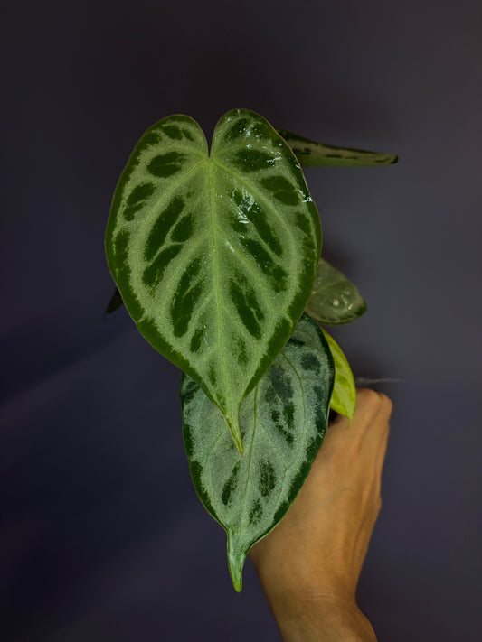 Anthurium Silver blush (full silver selected #1)