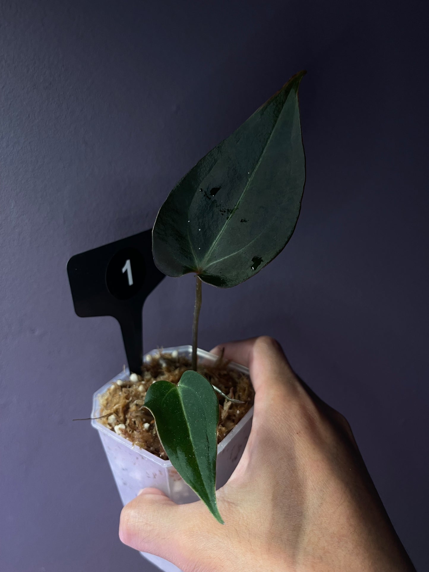 Docblock Dark & handsome ‘9’ × Red velvet cake ‘24’ - wide form (selected #3)