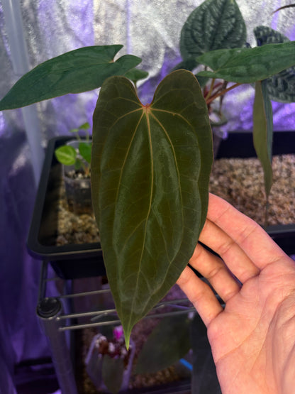 Anthurium (‘Midnight Velvet’ × Papillilaminum) × Antolakii (Tezula)