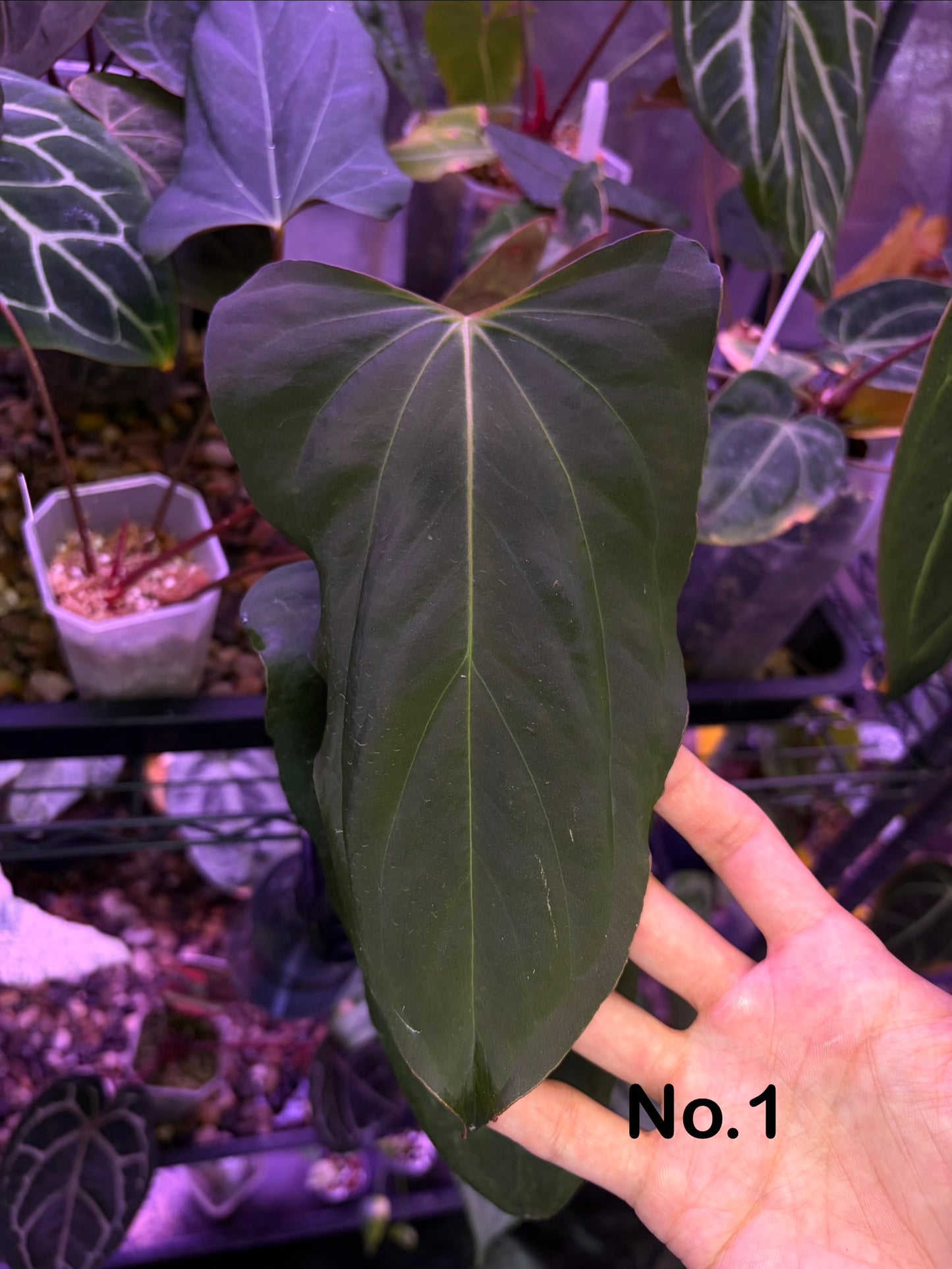 Anthurium Blue Papillilaminum × Indo Portillae (selected)