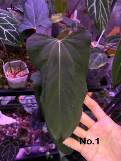 Anthurium Blue Papillilaminum × Indo Portillae (selected)